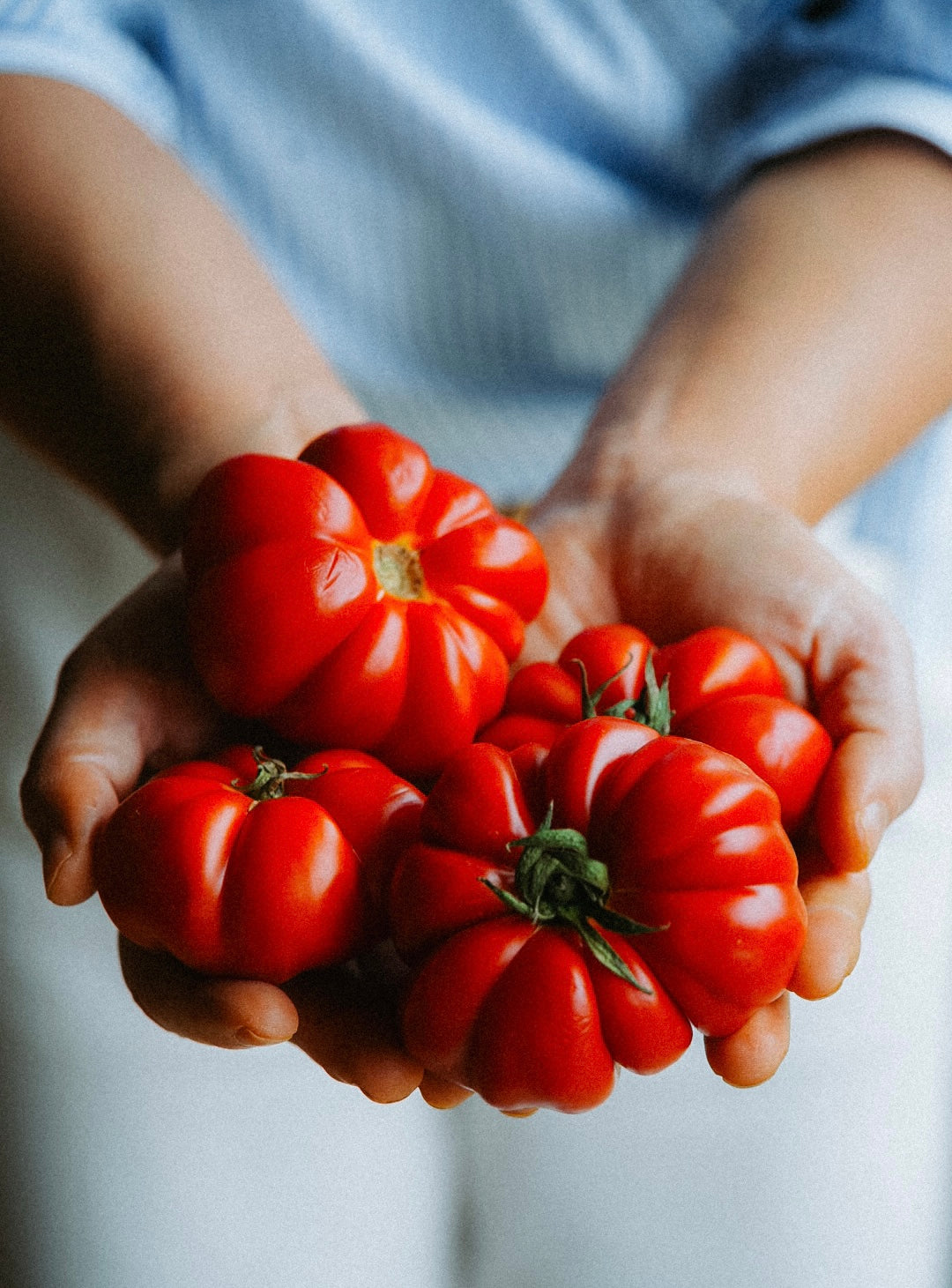Handen houden tomaten vast